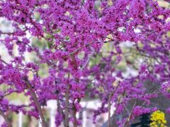 -南汇桃花村