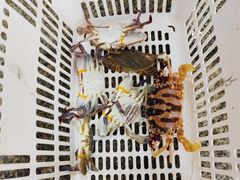 -范饭椰林川湘味海鲜·椰子鸡(三亚湾椰梦长廊店)