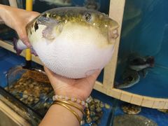 -天正河鲀·河豚亭(大连店)