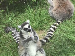 -青藏高原野生动物园