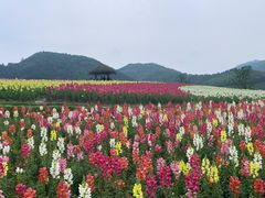 -径山花海
