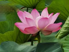 -莲花池公园
