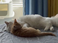 -纳吉亚猫专科动物医院博雅分院