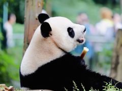 -红山森林动物园