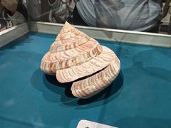 -青岛贝壳博物馆