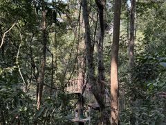 -西双版纳原始森林公园