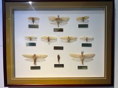 -上海昆虫博物馆