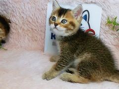 -十年猫舍·猫咪专门店(普陀店)