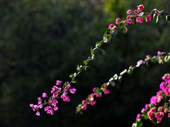 -肇庆古城墙