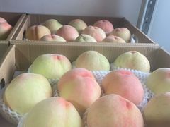 -南汇新场正宗水蜜桃采摘