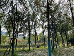 -洋湖国家湿地公园