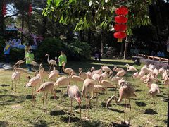 -广州长隆飞鸟乐园