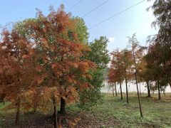 -上海海湾国家森林公园