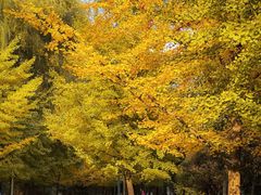 -长白岛森林公园