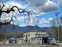 -苏家坨柳林村二月兰花海