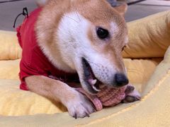 -逗柴咖啡屋·狗咖猫咖宠物桌游