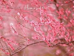 -洋湖国家湿地公园