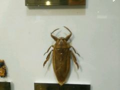 -上海昆虫博物馆