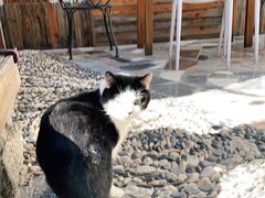 -喵屿·大理花园猫咖