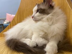 -BABIT巴比特宠物(MOMOPARK店)