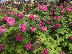 -石家庄市植物园