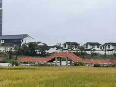 -杭州湾海上花田景区