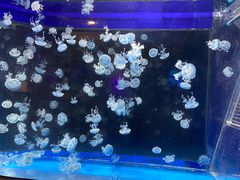 -海合安成都极地海洋公园