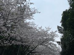 -武汉大学-樱园