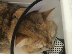-瑞鹏宠物医院·微创内窥镜·骨外科·牙科(翠竹分院)