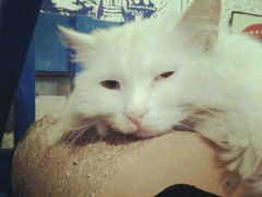 android_upload_pic-Sirena海妖日咖夜酒