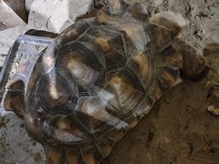 -萌宠奇缘(荣鼎店)