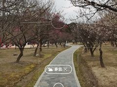 -香雪海