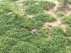 -合肥野生动物园
