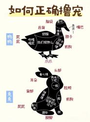 -神奇动物撸宠馆·羊驼·小浣熊·异宠(豫园店)