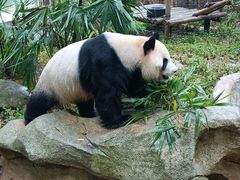 -深圳野生动物园
