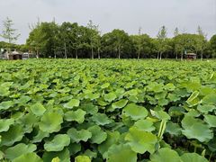 -嘉北郊野公园