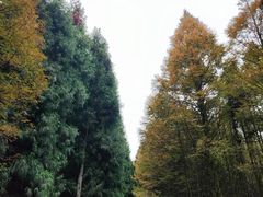 -山王坪喀斯特国家生态公园