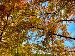 -昆山城市生态森林公园