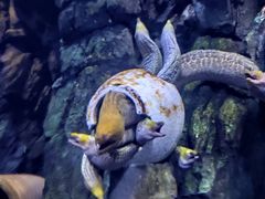 -珠海长隆海洋王国