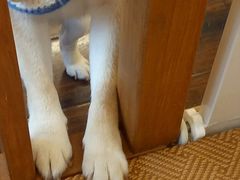 -豆柴町-柴犬主题狗咖(红鼎国际C座店)