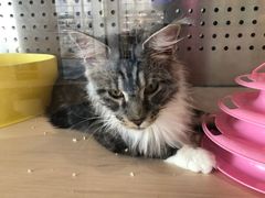 -瞄一喵猫咖(格力海岸店)
