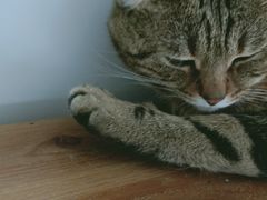 -Catmate·猫肥家润(金润铂宫店)
