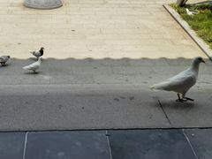 -重元寺香积厨素斋馆