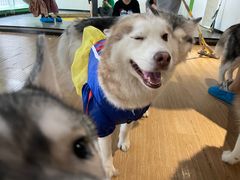 -Husky Go! 哈士奇体验馆·宠物咖啡厅狗咖