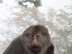 -峨眉山风景名胜区