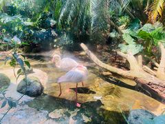 -海南热带野生动植物园