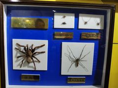 珠形纲-上海昆虫博物馆