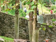 -都江堰中华大熊猫苑