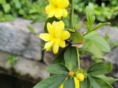 -广富林郊野公园