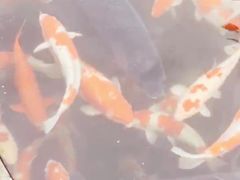 -湖鲜楼